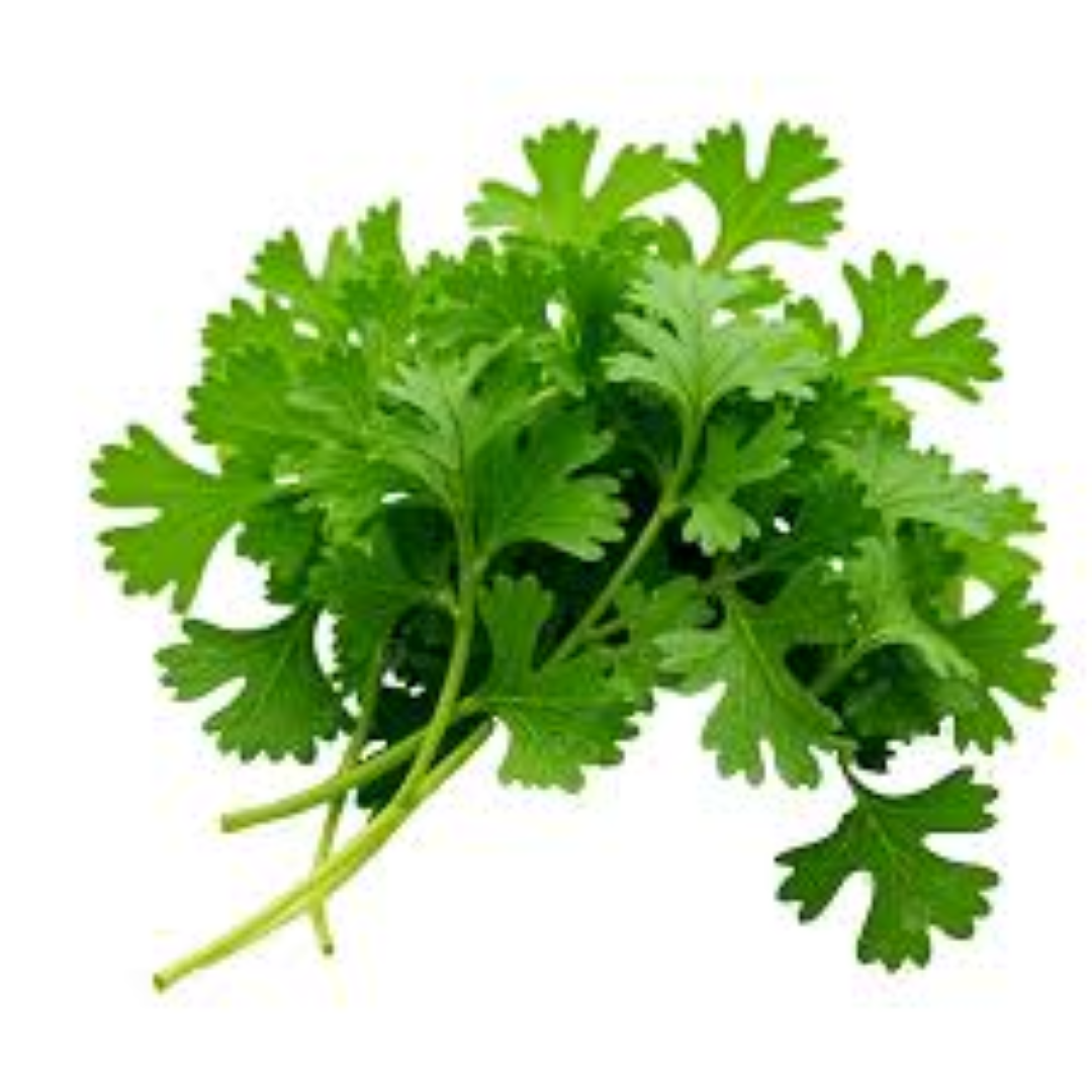 AAA FRESH CORIANDER